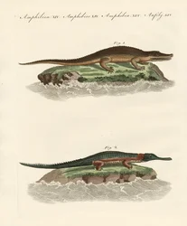 Tipos de crocodilos