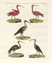 Tipos de ibis (gravura colorida)