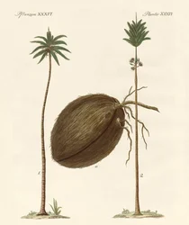 Tipos de palmas