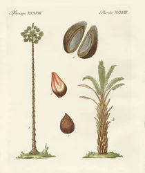 Tipos de palmas