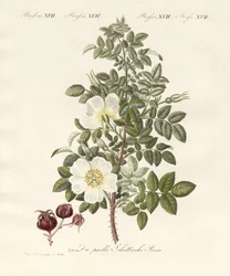 Tipos de rosas (gravura colorida)