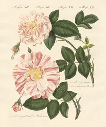 Tipos de rosas (gravura colorida)