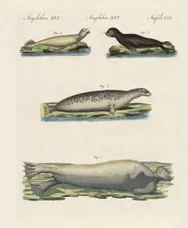 Tipos de selos (gravura colorida)