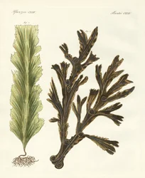 Tipos de algas marinhas (gravação colorida)