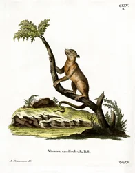 Kinkajou (gravura colorida)