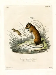 Labrador Jumping Mouse (gravação a cores)