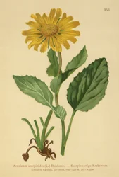 Leão-vermelho-grande-das-areias Bane (Aronicum scorpioides, Doronicum grandiflorum)
