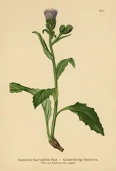 Erva de serra comum de folhas largas (Saussurea macrophylla, Saussurea alpina ssp. Macrophylla)