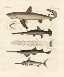 Grande peixe de rapina