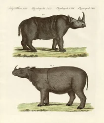 Grandes mamíferos de quatro pés (gravura colorida)