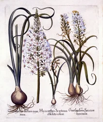 Late Hyacinth e Star-Of-Belém, de Hortus Eystettensis, de Basil Besler (1561-1629), pub. 1613 (gravura colorida à mão)