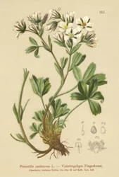 Cinquefoil frouxo (Potentilla caulescens)