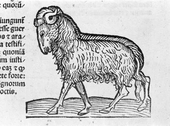Le Aquarius - em Tratado de Johannes Angeli De Magnisconnectionibue annorum revolutionibus ac eorum pefectionibus. Augsburg, Erhard Ratdolt