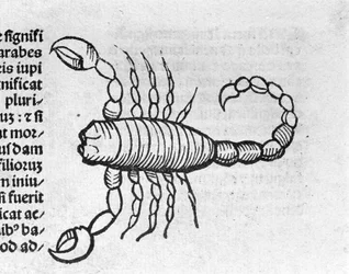 Le Scorpio - em Tratado por Johannes Angeli De Magnisconnectionibue annorum revolutionibus ac eorum pefectionibus. Augsburg, Erhard Ratdolt