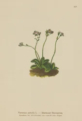 Speedwell com folhas sem folhas (Veronica aphylla)