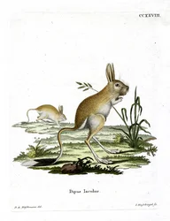 Menor Jerboa egípcia (gravura colorida)