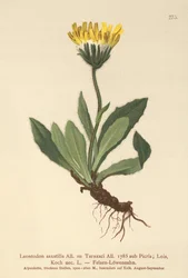 Hawkbit Menor (Leontodon saxatilis, Leontodon Taraxaci)