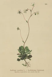 Menor orgulho de Londres (Saxifraga cuneifolia)