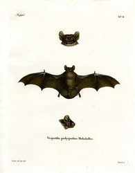 Morcego Noctule menor (gravura colorida)