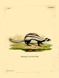 Libyan Striped Weasel (gravura colorida)