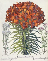 Lily e Centaury: sangramento 1.Lilium e polyanthos; 2.Centaurium flor menos vermelho; 3.Centaurium pequena flor branca do Eystettensis por Basil Besler (1561-1629), pub. 1613