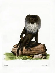 Macaco-de-cauda-de-leão
