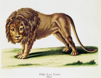 Leão (Felis leo), de Mamíferos ilustrados da Natureza com descrições, de Johann Christian Daniel von Schreber (1739-1810), gravura de H I Tisroff, volume 3, quadro 97-A, Alemanha