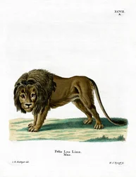 Leão (gravura colorida)