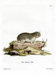 Little Grey Hamster (gravura colorida)