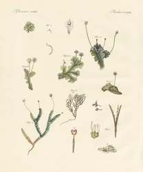 Fígados (gravura colorida)