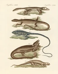 Lagartos (gravura colorida)