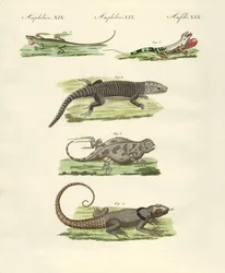 Lagartos (gravura colorida)