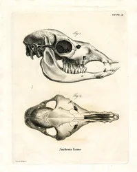 Llama Skull (gravura colorida)