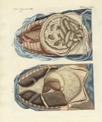 Localização dos intestinos no corpo humano