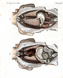 Localização dos intestinos no corpo humano
