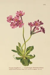Prímula de flor longa (Primula longiflora)