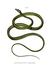 Serpente de nariz longo (cor litho)