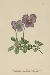 Violeta de longa duração (Viola Calcarata)