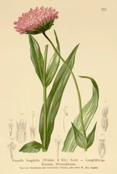 Flor de viúva longa (Knautia longifolia)