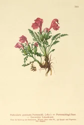 Lousewort (Gemini Pedicularis, Pedicularis Portenschlagii, Pedicularis Pumila)