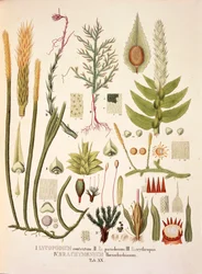 Lycopodium and Brachymenium, tabela XX de 