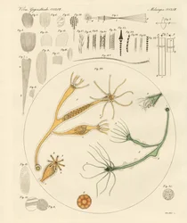 Lupa e diversões microscópicas (gravação a cores)