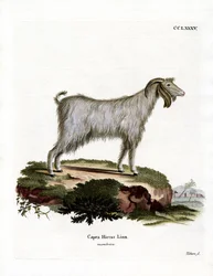 Mamber Goat (gravura colorida)