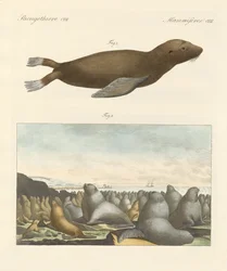 Mamíferos (gravura colorida)