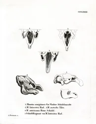 Manatee Skulls (gravura colorida)