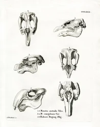 Manatee Skulls (gravura colorida)