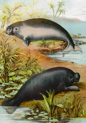 Peixe-boi e Dugongo, c.1880