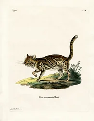 Marbled Cat (gravação a cores)
