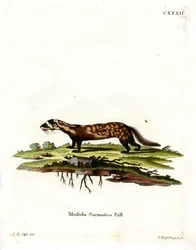 Marbled Polecat (gravura colorida)