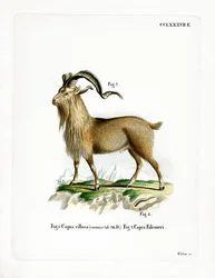 Markhor (gravação a cores)